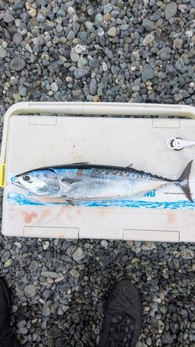 ソウダガツオの釣果