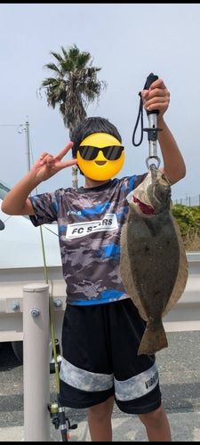 ヒラメの釣果