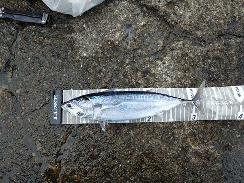 マルソウダの釣果