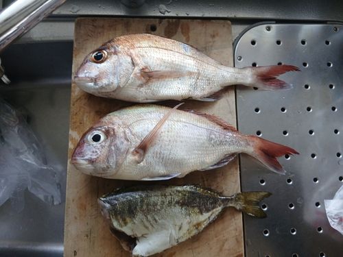 マダイの釣果