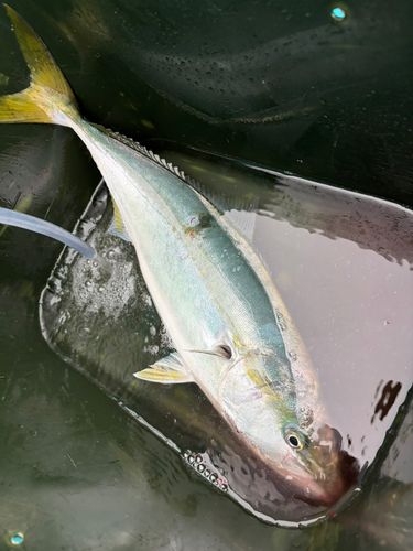 ワラサの釣果