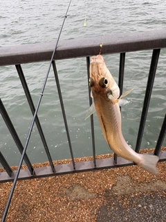 シロギスの釣果