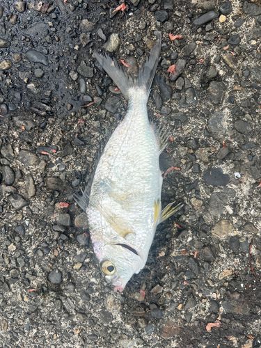 釣果