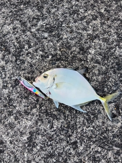 メッキの釣果