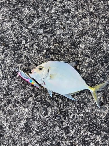 メッキの釣果