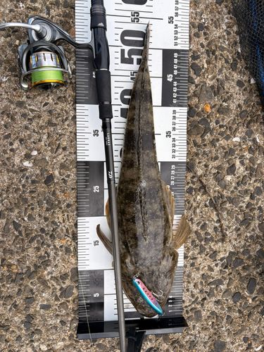 マゴチの釣果