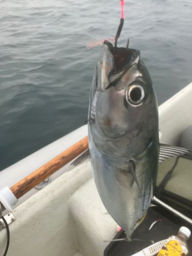 ソウダガツオの釣果