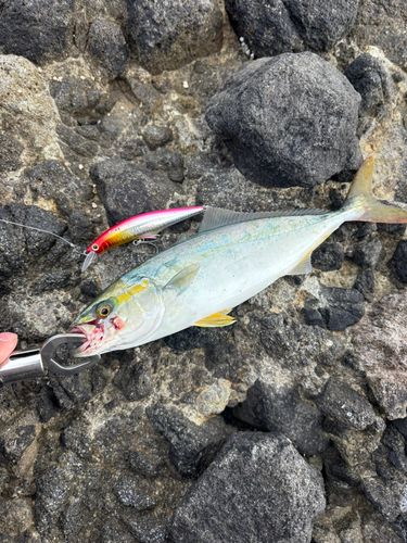フクラギの釣果