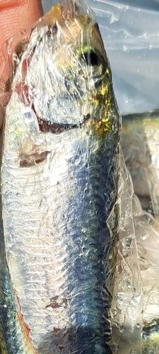 サッパの釣果