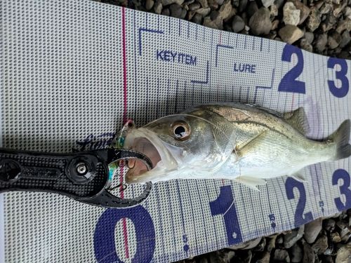 セイゴ（マルスズキ）の釣果