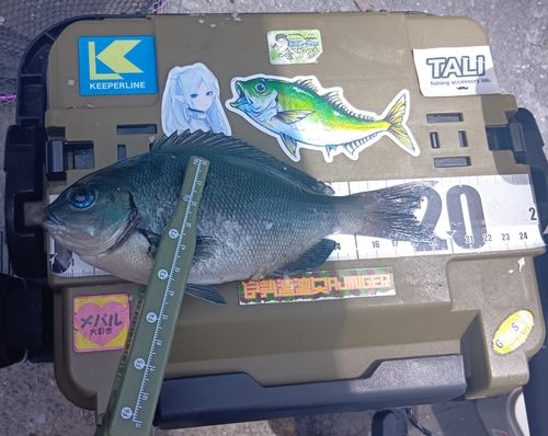 クチブトグレの釣果