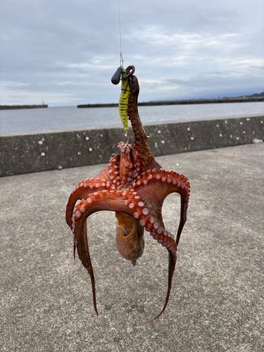 タコの釣果