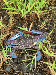 タイワンガザミの釣果