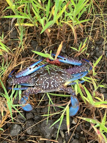 タイワンガザミの釣果