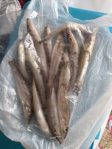 キスの釣果