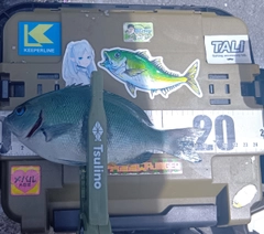 クチブトグレの釣果