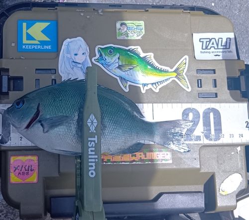 クチブトグレの釣果