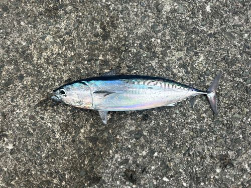 ソウダガツオの釣果