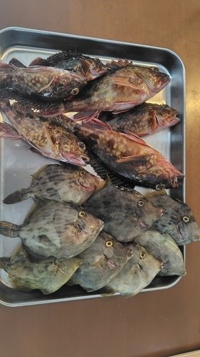 カワハギの釣果