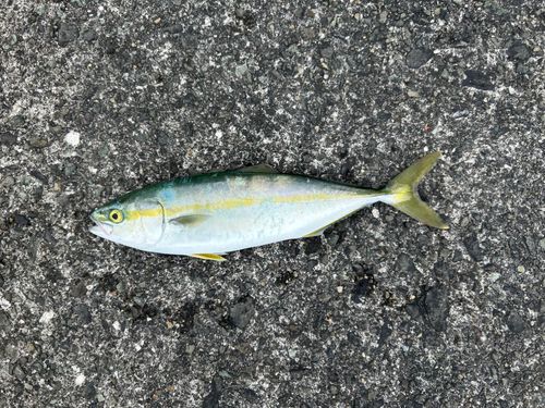 イナダの釣果