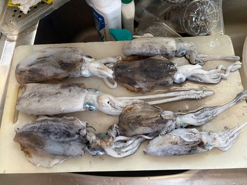 アオリイカの釣果