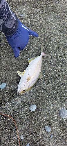 ショゴの釣果