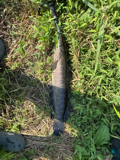 ライギョの釣果