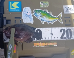 クロスズメダイの釣果