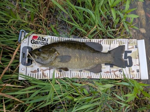スモールマウスバスの釣果