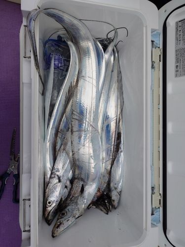 タチウオの釣果