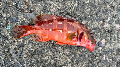アカハタの釣果