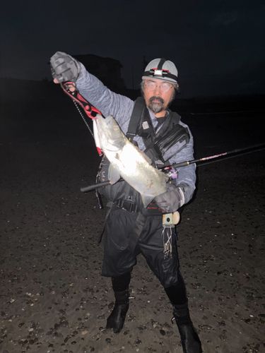 ヒラスズキの釣果