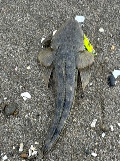 ヒラメの釣果