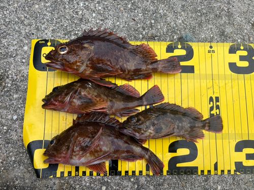 カサゴの釣果