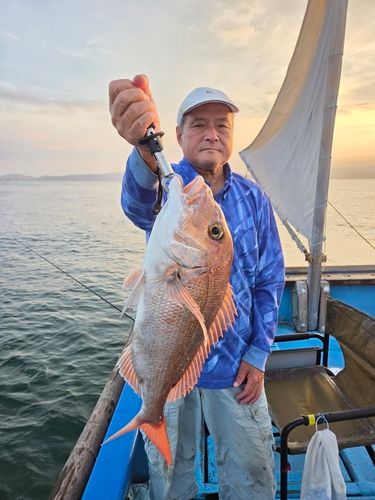 マダイの釣果