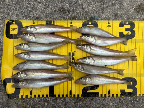 シロギスの釣果