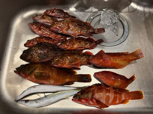 アカハタの釣果