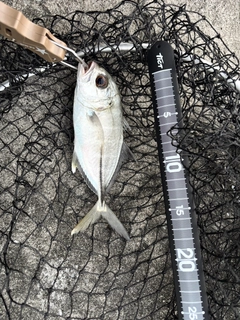 ギンガメアジの釣果