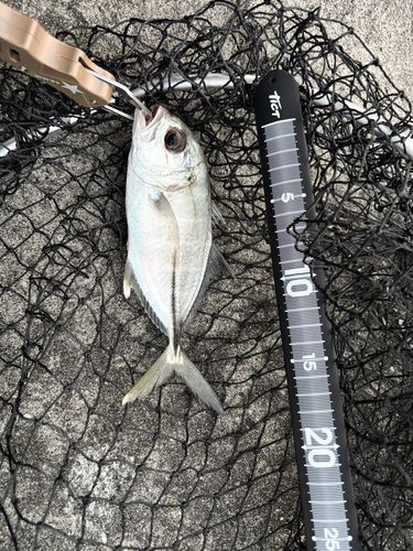 ギンガメアジの釣果