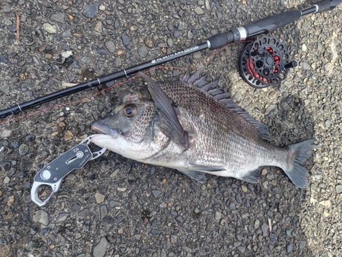 クロダイの釣果