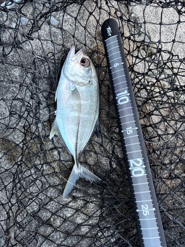 ギンガメアジの釣果