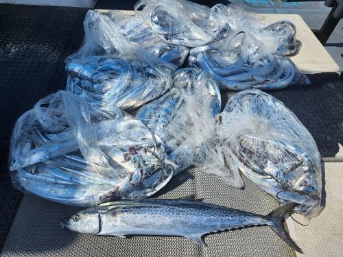 タチウオの釣果