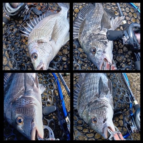 クロダイの釣果