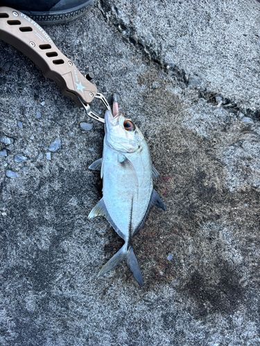 ギンガメアジの釣果