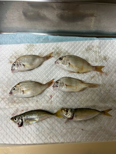 チャリコの釣果