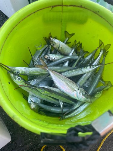 サヨリの釣果