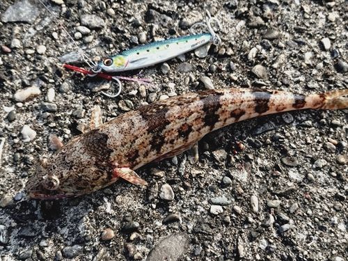 エソの釣果