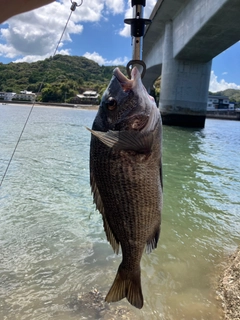チヌの釣果