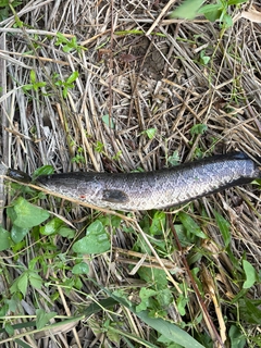 ライギョの釣果