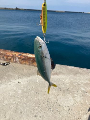 フクラギの釣果